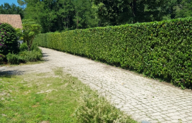 Elagueur Saint-Médard-en-Jalles